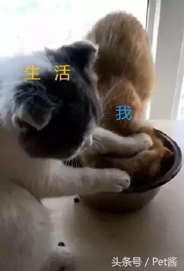 橘猫抢饭吃 结果被同伴恶狠狠地摁进碗里:撑死你个傻肥宅!