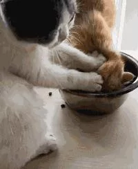 橘猫抢饭吃 结果被同伴恶狠狠地摁进碗里:撑死你个傻肥宅!