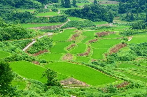 日本梦幻般的梯田――星峠梯田