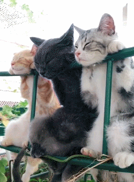 三只猫咪排排挂在瓜棚上睡午觉 蓝猫略显霸气 橘猫表情最为享受!