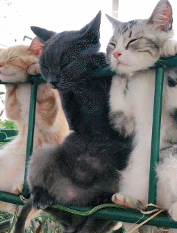 三只猫咪排排挂在瓜棚上睡午觉 蓝猫略显霸气 橘猫表情最为享受!