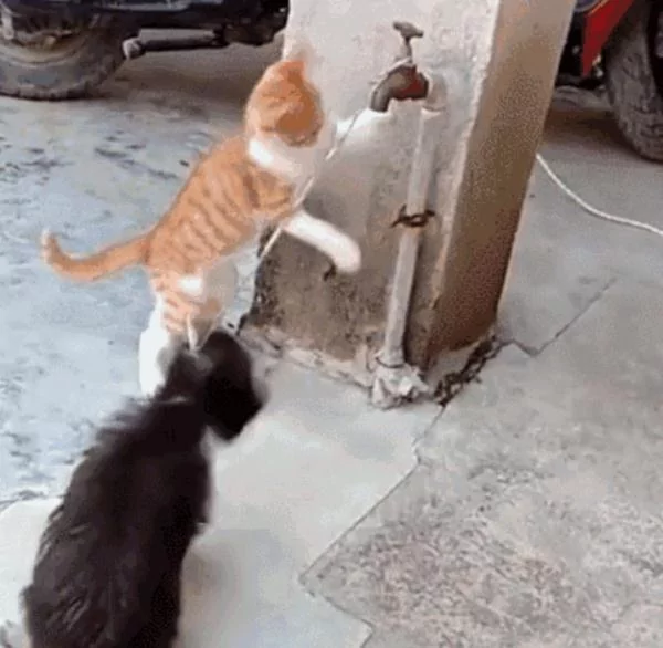一起生活的小狗被抓 猫咪拼命救助 友谊太珍贵了!