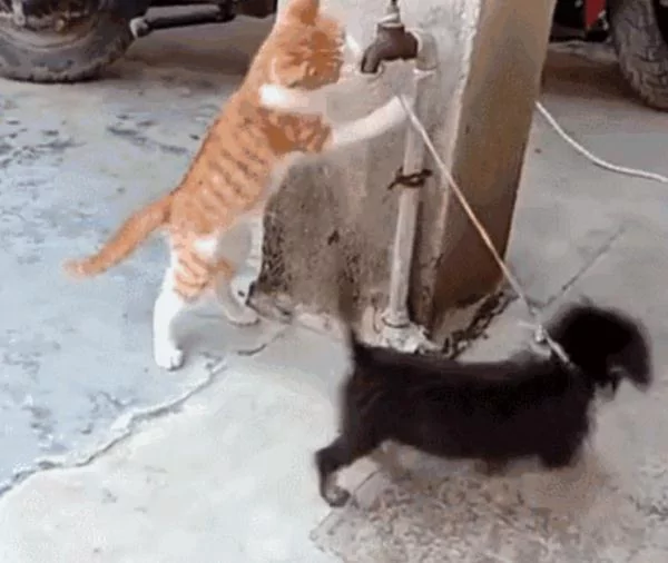 一起生活的小狗被抓 猫咪拼命救助 友谊太珍贵了!