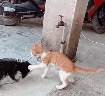 一起生活的小狗被抓 猫咪拼命救助 友谊太珍贵了!