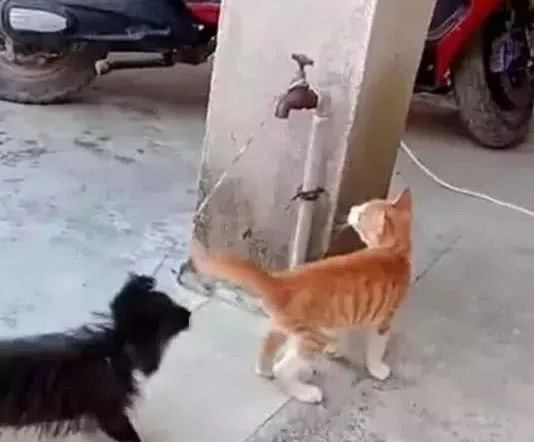 一起生活的小狗被抓 猫咪拼命救助 友谊太珍贵了!