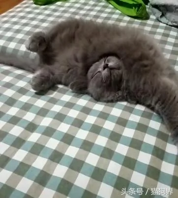 宠主说自家蓝猫的睡姿绝无仅有 网友看完后全部心服口服!
