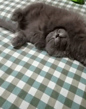 宠主说自家蓝猫的睡姿绝无仅有 网友看完后全部心服口服!