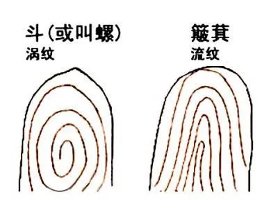手指上的斗和簸箕 决定你的命运!