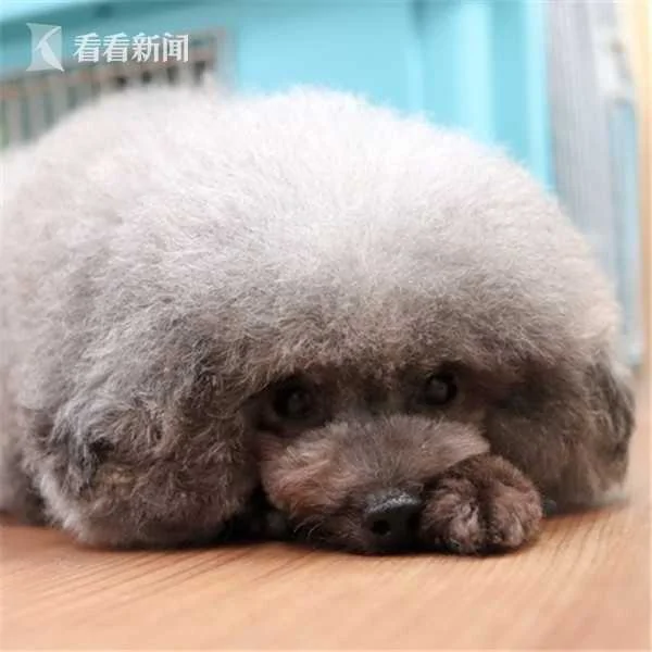 滚圆贵宾狗似海豹萌翻网友 主人:为了遮身体缺陷