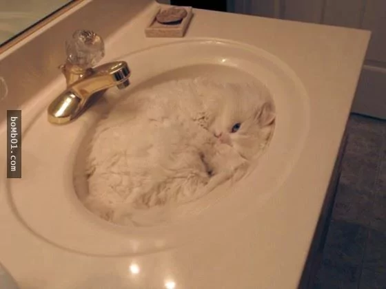 这些不可思议的猫咪!它们到底是怎么做到的?