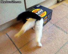 这些不可思议的猫咪!它们到底是怎么做到的?
