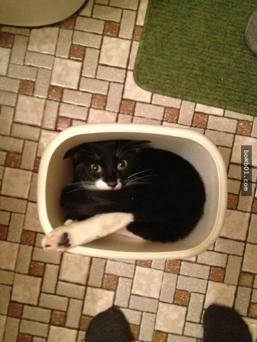 这些不可思议的猫咪!它们到底是怎么做到的?