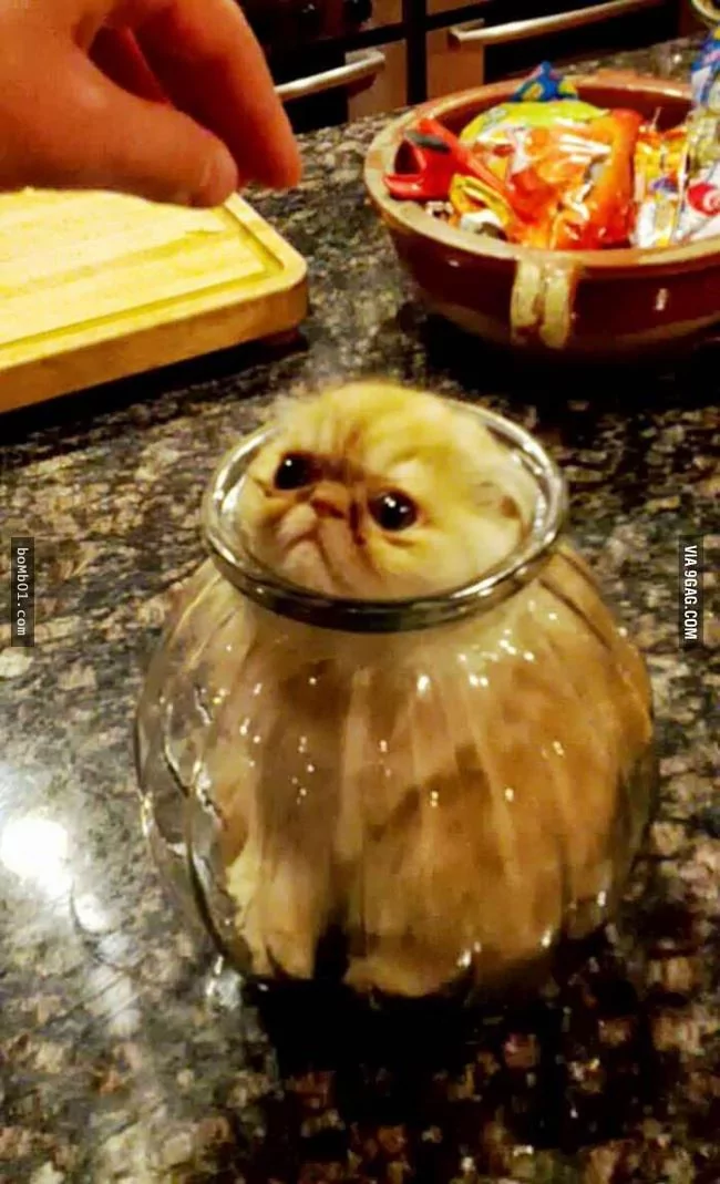这些不可思议的猫咪!它们到底是怎么做到的?