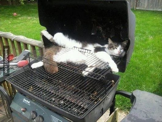 这些不可思议的猫咪!它们到底是怎么做到的?