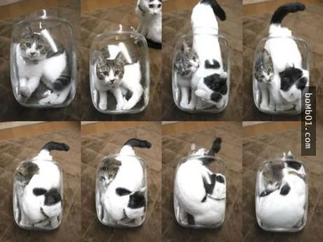 这些不可思议的猫咪!它们到底是怎么做到的?