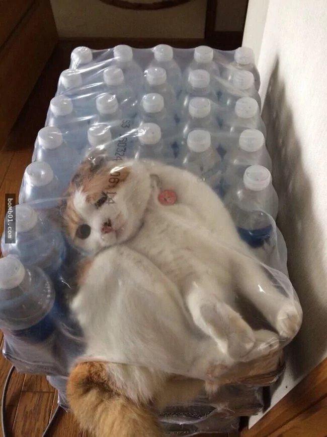 这些不可思议的猫咪!它们到底是怎么做到的?