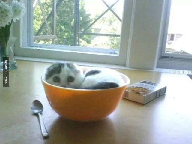 这些不可思议的猫咪!它们到底是怎么做到的?