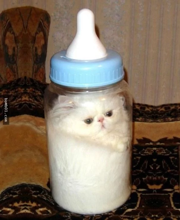 这些不可思议的猫咪!它们到底是怎么做到的?