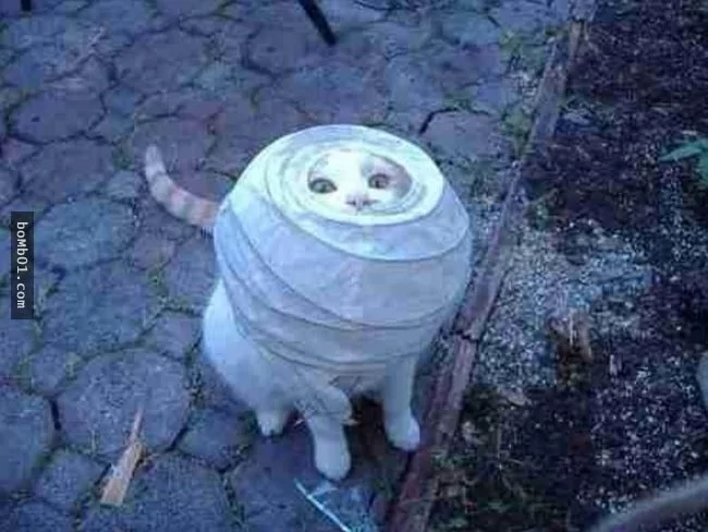 这些不可思议的猫咪!它们到底是怎么做到的?