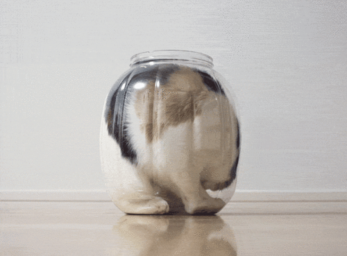 这些不可思议的猫咪!它们到底是怎么做到的?