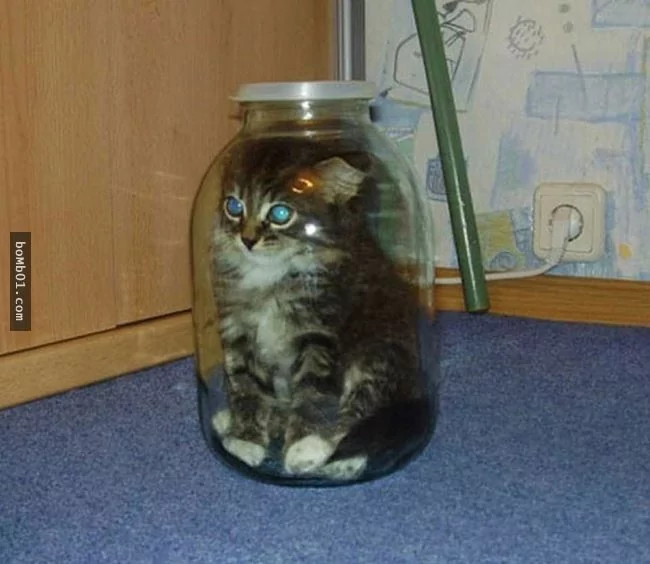 这些不可思议的猫咪!它们到底是怎么做到的?