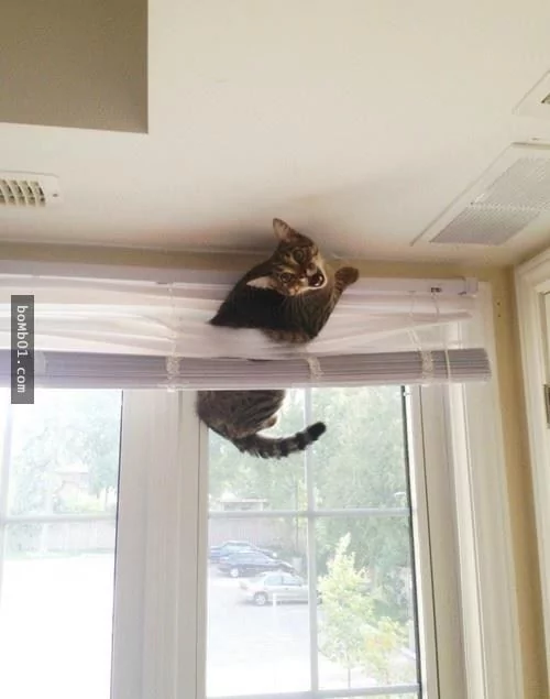 这些不可思议的猫咪!它们到底是怎么做到的?