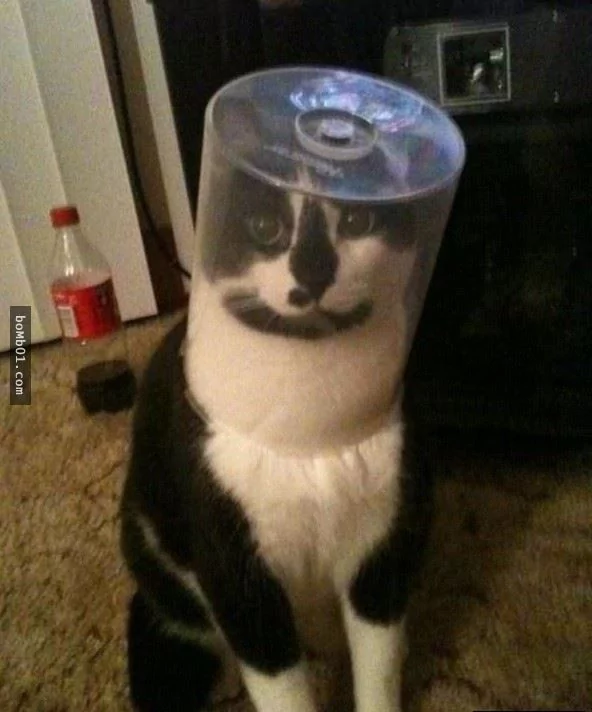 这些不可思议的猫咪!它们到底是怎么做到的?
