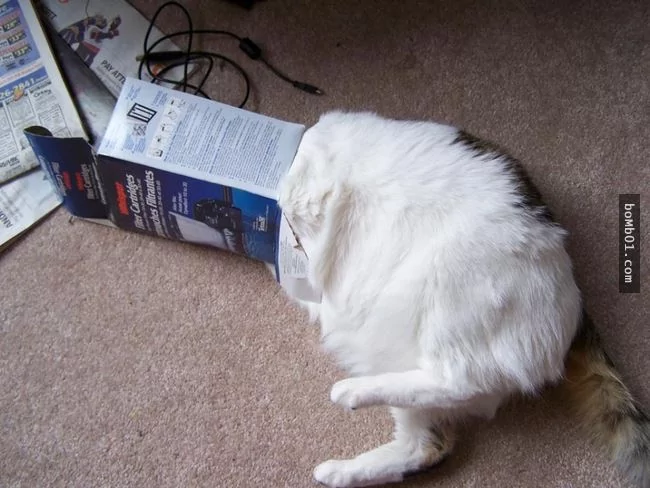 这些不可思议的猫咪!它们到底是怎么做到的?