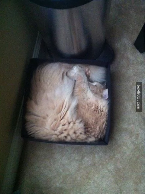 这些不可思议的猫咪!它们到底是怎么做到的?