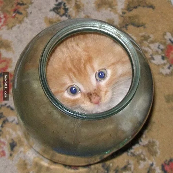 这些不可思议的猫咪!它们到底是怎么做到的?