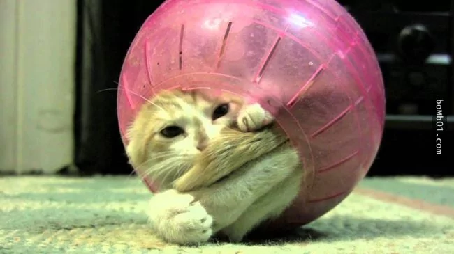 这些不可思议的猫咪!它们到底是怎么做到的?