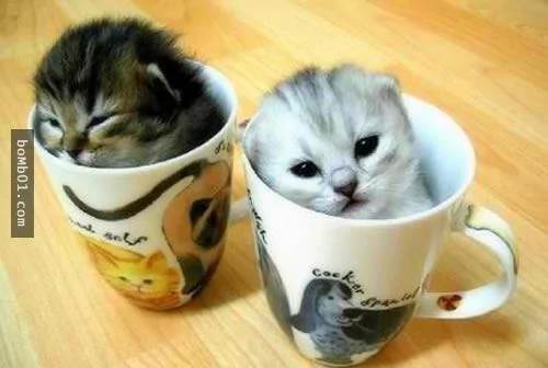 这些不可思议的猫咪!它们到底是怎么做到的?