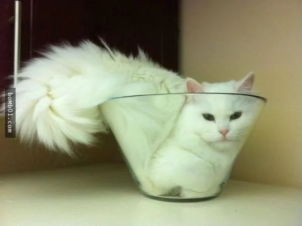 这些不可思议的猫咪!它们到底是怎么做到的?