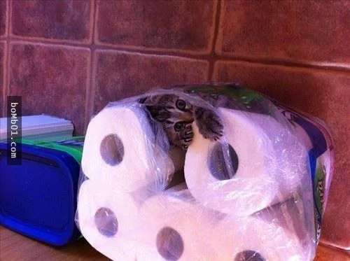 这些不可思议的猫咪!它们到底是怎么做到的?