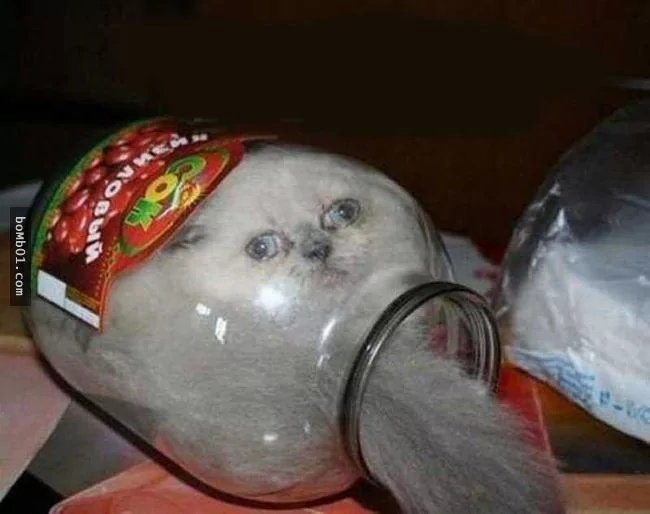这些不可思议的猫咪!它们到底是怎么做到的?