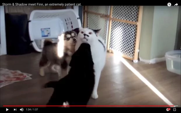 小二哈“大胆趴喵皇身上” 两只汪汪想找喵皇玩 猫咪的温柔举动感动网友!