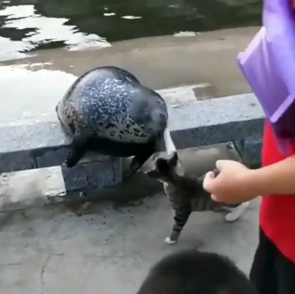 圆滚滚海豹路边睡觉 恶霸喵咪路过“连巴两拳” 网友笑:真的滚走了!