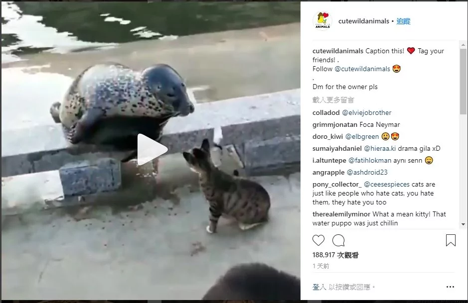 圆滚滚海豹路边睡觉 恶霸喵咪路过“连巴两拳” 网友笑:真的滚走了!