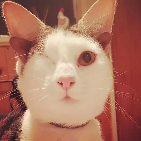 猫咪长着4只耳朵1只眼睛 主人却称赞:它是世上最完美的猫咪!