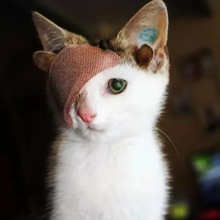猫咪长着4只耳朵1只眼睛 主人却称赞:它是世上最完美的猫咪!