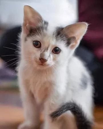 猫咪长着4只耳朵1只眼睛 主人却称赞:它是世上最完美的猫咪!