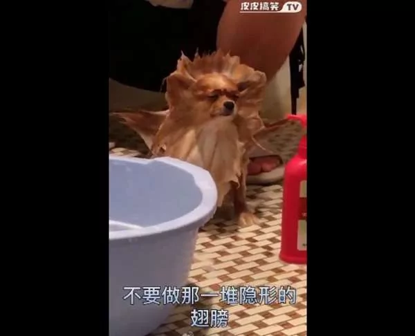 主人玩性大起 替汪星人洗澡兼“造型” 狗狗一脸哀怨模样让人笑翻!