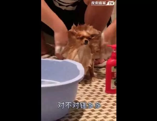 主人玩性大起 替汪星人洗澡兼“造型” 狗狗一脸哀怨模样让人笑翻!