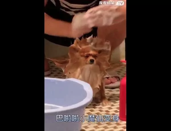 主人玩性大起 替汪星人洗澡兼“造型” 狗狗一脸哀怨模样让人笑翻!