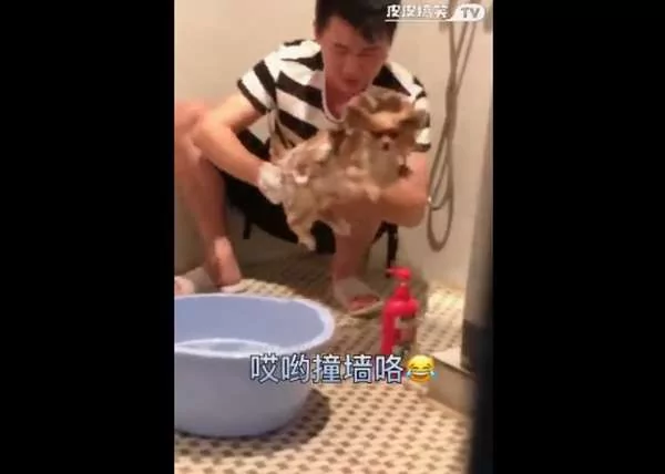 主人玩性大起 替汪星人洗澡兼“造型” 狗狗一脸哀怨模样让人笑翻!