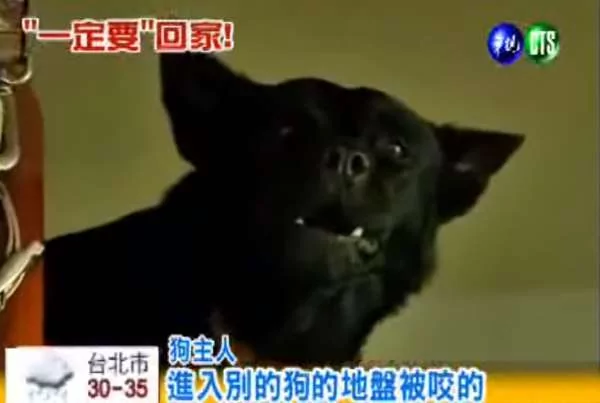 超感人!狗狗闯祸被主人送走 却花了10天走回家 想再见主人一面!