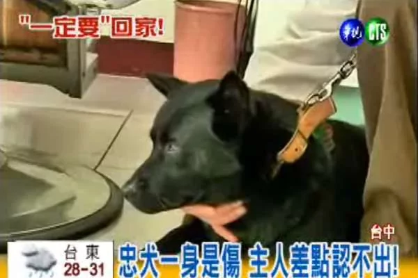 超感人!狗狗闯祸被主人送走 却花了10天走回家 想再见主人一面!