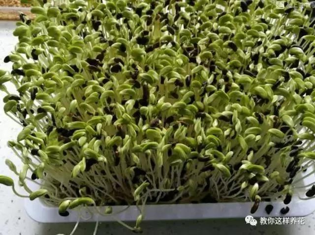 学会A4纸上种菜 在家就能做菜农 一年吃不完