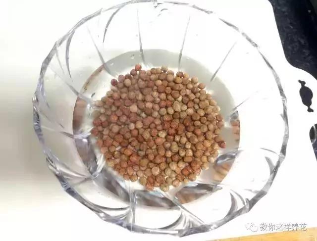 学会A4纸上种菜 在家就能做菜农 一年吃不完