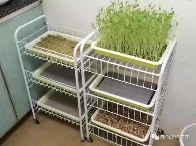 学会A4纸上种菜 在家就能做菜农 一年吃不完
